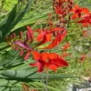 Crocosmia - Le pot de 5 litres
