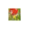 Crocosmia - Le pot de 3 litres
