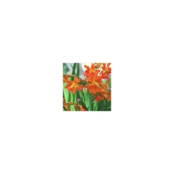Crocosmia - Le pot de 3 litres