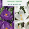 Crocus en mélange coloris violet et blanc botanic® - 10 bulbes