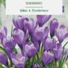 Crocus intérieur Remembrance en mélange botanic® - 5 bulbes