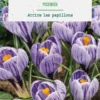 Crocus pickwick en mélange botanic® - 10 bulbes