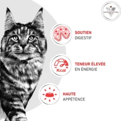 Croquette pour chat Royal Canin Gastro Intestinal - 2 kg