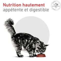 Croquette pour chat Royal Canin Gastro Intestinal - 2 kg