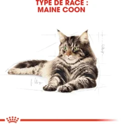 Croquettes pour chat adulte Maine Coon Royal Canin - 4 kg