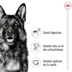 Croquettes pour chien adulte de grande taille Royal Canin Maxi Adult - 3 kg