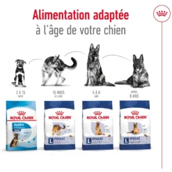Croquettes pour chien adulte de grande taille Royal Canin Maxi Adult - 3 kg