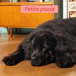 Croquettes pour chien senior au poulet et au saumon sans céréales Edgard & Cooper - 2,5 kg
