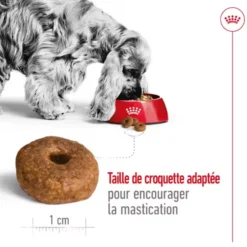 Croquettes pour chien senior de taille moyenne Royal Canin Medium Ageing 10+ - 15 kg