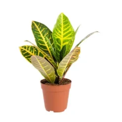 Croton Petra ramifié pot Ø12 cm/ H35 cm