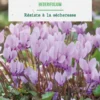 Cyclamen hederifolium en mélange botanic® - 2 bulbes