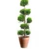 Cyprès de Leyland Castelwelland Gold en pot de 14 L