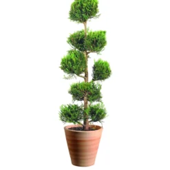 Cyprès de Leyland Castelwelland Gold en pot de 14 L