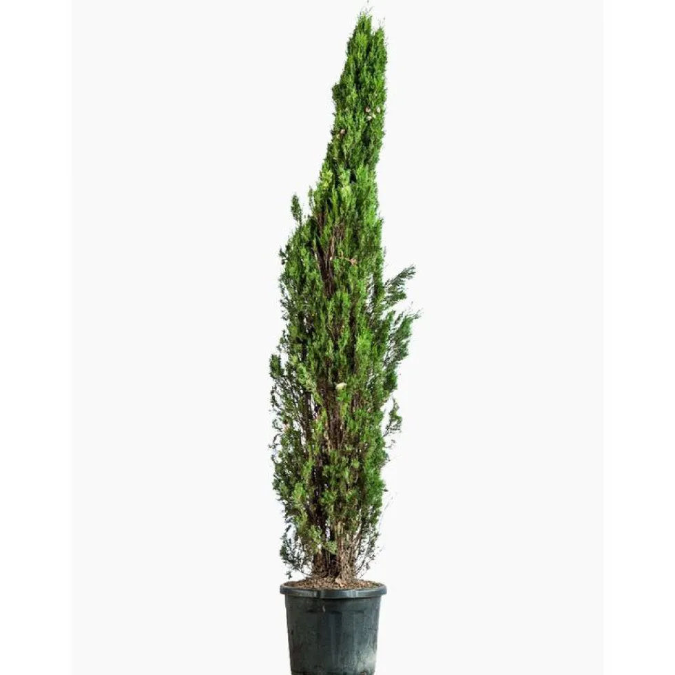 Cyprès Totem vert. Le pot de 25 litres, 175/200 cm forme totem