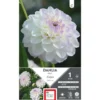 Dahlia balle Evelyne blanc pointe mauve Ernest Turc Evelyne - 1 bulbe