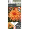 Dahlia cactus Éclatant orange Ernest Turc - 1 bulbe