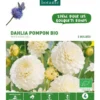 Dahlia décoratif Ball White Aster bio blanc rose botanic® - 2 bulbes