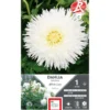 Dahlia dentelle White Lace blanc Ernest Turc - 1 bulbe