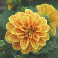 Dahlia nain à fleurs multicolores - Le pot Ø 14 cm