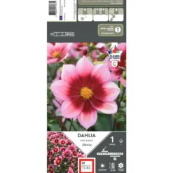 Dahlia nain Simple Héroïne rose halo foncé Ernest Turc - 1 bulbe