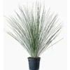 Dasylirion Longissimum en pot de 9 L vert