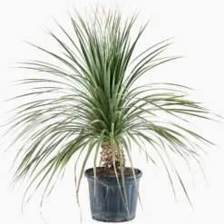 Dasylirion Longissimum en pot de 25 L vert