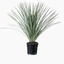 Dasylirion Serratifolium en pot de 25 L vert