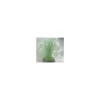 Dasylirion Serratifolium vert en pot de 30 L