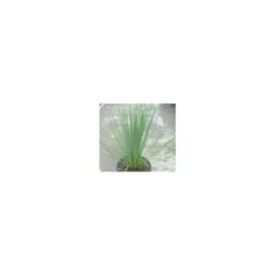 Dasylirion Serratifolium vert en pot de 30 L