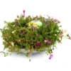 Delosperma Cooperi - La coupe de 27 cm