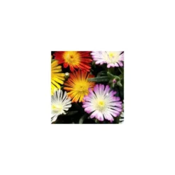 Delosperma Cooperi - La coupe de 27 cm