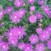 Delosperma Cooperi - Le pot de 1 litre