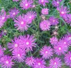 Delosperma Cooperi - Le pot de 3 litres