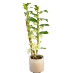 Dendrobium nobilé 2 branches avec cache-pot Ø 12 cm