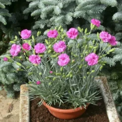Dianthus Sensation Tickled Pink - Le pot de 4 litres
