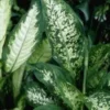 Dieffenbachia Tropic Snow pot Ø19xH75 cm