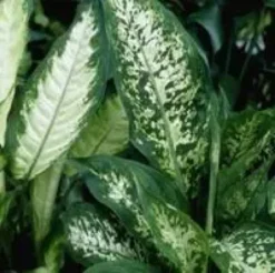 Dieffenbachia Tropic Snow pot Ø19xH75 cm