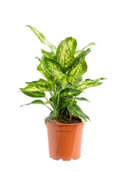 Dieffenbachia vert. Le pot Ø 19 cm