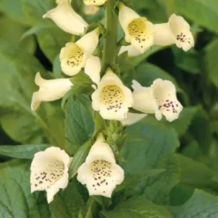 Digitalis Grandiflora - Le pot de 9 x 9 cm