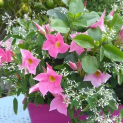 Dipladenia + Summer Snow - La jardinière