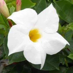 Dipladénia blanc - Le pot de 10,5 cm
