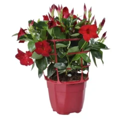Dipladénia buisson - Le pot de 1 litre