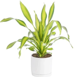 Dracaena Charley jaune en pot blanc émaillé botanic®. Le pot Ø 30 cm
