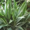 Dracaena composition surprise. Le pot de Ø 24 x H 90 cm, forme ramifiée