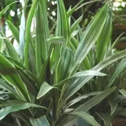 Dracaena composition surprise. Le pot de Ø 24 x H 90 cm, forme ramifiée