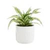 Dracaena Fragrans Malaika botanic®. Le pot de Ø 15 cm