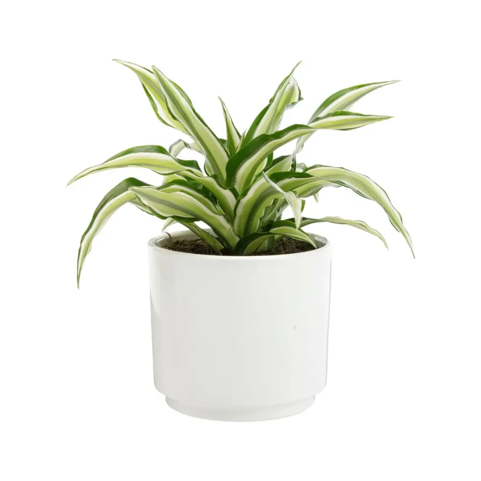Dracaena Fragrans Malaika botanic®. Le pot de Ø 15 cm