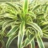 Dracaena Lemon Lime en pot H 110 x Ø 20 cm