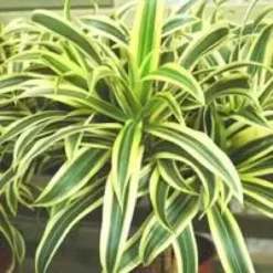 Dracaena Lemon Lime en pot H 110 x Ø 20 cm