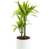 Dracaena Lemon Lime 2 pieds botanic®. Le pot de Ø 21 cm